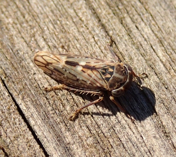 Cicadellidae: Idiocerus herrichii